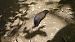 Limax cinereoniger 
