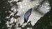 Limax cinereoniger 