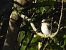 Papamosques gris balear (Muscicapa tyrrhenica balearica) © Carlos Alvarez-Cros