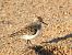 Territ tresdits (Calidris alba) © Carlos Alvarez-Cros