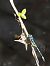 Azulado doncella (Coenagrion puella) © Carlos Alvarez-Cros