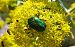 Cetonia aurata © Àlex Domec
