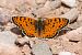 Spotted Fritillary (Melitaea didyma) © Jordi Sala