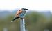 European Roller - Jean Bisetti