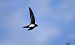 Ballester (Tachymarptis melba) © Jean Bisetti