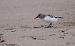 Territ tresdits (Calidris alba) © Jean Bisetti