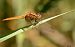 Vigilante escarlata (Crocothemis erythraea) © Jean Bisetti