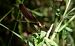 Gaitero cobrizo (Calopteryx haemorrhoidalis) © Jean Bisetti