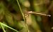 Polaines blau (Platycnemis pennipes) © Jean Bisetti
