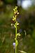 Ophrys insectifera  - Abel Comas