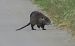 Coipú (Myocastor coypus) © Pancho Pou