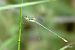Migrant Spreadwing (Lestes barbarus) © Pau Barnés