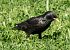 Estornell negre (Sturnus unicolor) © Màrius Domingo