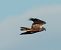 Western Marsh Harrier - Màrius Domingo