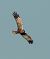 Western Marsh Harrier - Màrius Domingo