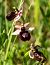 Ophrys catalaunica © Màrius Domingo