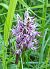 Orchis simia © Màrius Domingo