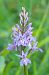 Dactylorhiza fuchsii © Màrius Domingo