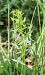 Platanthera chlorantha © Màrius Domingo