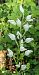 Cephalanthera longifolia © Màrius Domingo