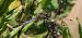 Parot cuanegre (Orthetrum cancellatum) © Màrius Domingo