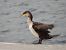 Corb marí gros (Phalacrocorax carbo) © Xavier Idígora i Planas