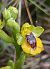 Ophrys jaune (Ophrys lutea) © Daniel González