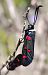 Zygaena lavandulae © Daniel González