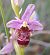 Ophrys querciphila  - Daniel González
