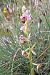 Ophrys querciphila © Daniel González
