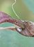 Blaveta de l'espantallops (Iolana debilitata) © Daniel González