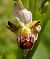 Ophrys apifera © Daniel González