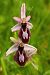 Ophrys catalaunica © Daniel González