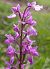 Orchis mascula © Daniel González