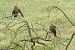 Milà negre (Milvus migrans) © Joaquim Bonfill