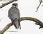 Falcó mostatxut (Falco subbuteo) © Joaquim Bonfill