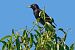 Estornell vulgar (Sturnus vulgaris) © Joaquim Bonfill