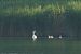 Cigne mut (Cygnus olor) © Joaquim Bonfill