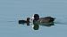 Eurasian Coot (Fulica atra) © Joaquim Bonfill