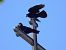 Graula (Corvus frugilegus) © Lluis Mir Pla
