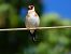 Cadernera (Carduelis carduelis) © Lluis Mir Pla