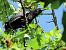 Graula (Corvus frugilegus) © Lluis Mir Pla