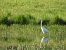 Agró blanc (Ardea alba) © Feliu López i Gelats