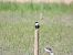 Whiskered Tern - Maria Marmi