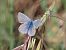 Blaveta comuna (Polyommatus icarus) © Josep Escolà