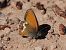 Pearly Heath (Coenonympha arcania) © Josep Escolà