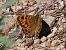Wall Brown (Lasiommata megera) © Josep Escolà