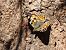 Painted Lady (Vanessa cardui) © Josep Escolà