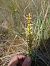 Orchis anthropophora © Bet Bedmar