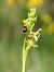 Ophrys araneola © Ramon Calvet i Falgueras